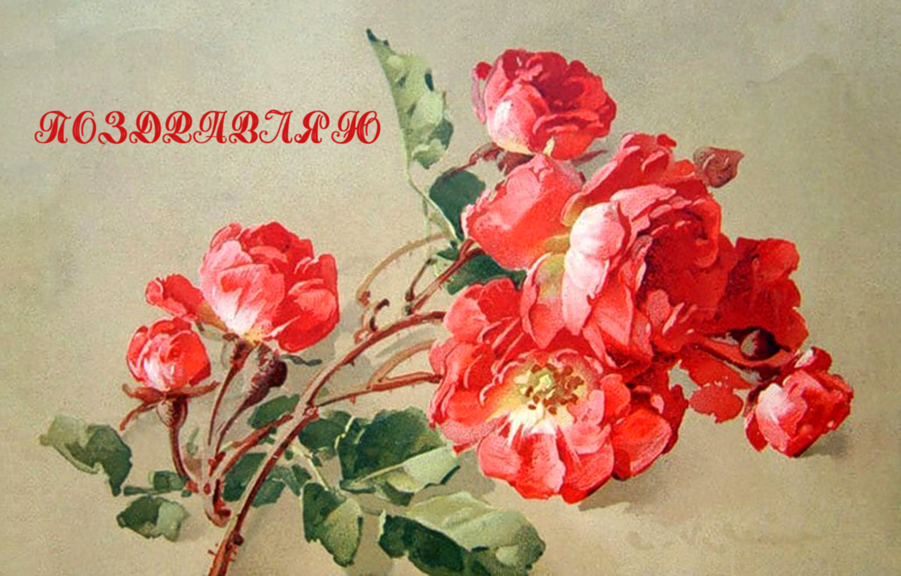 Ретро Открытка СССР Розы 